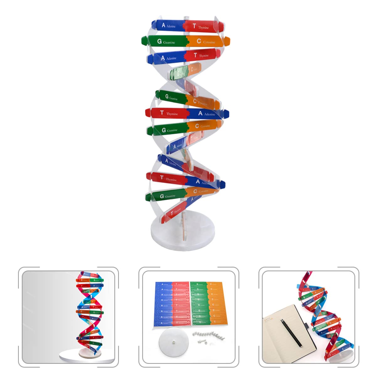 Toddmomy Kids Toys Kids Toys Kids Toys 2 Sets DNA DNA Model for Teaching DNA Model Kit for Students DNA Model Kit Model Kit Doub