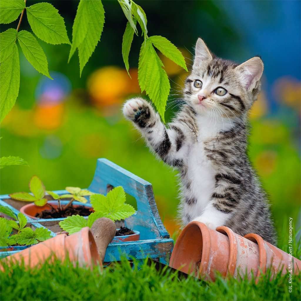 Ravensburger Cuddly Kittens 3 X 49 Piece Jigsaw Puzzle Set For Kids - 08046 - Every Piece Is Unique, Pieces Fit Together Perfect