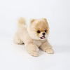 CU-MATE 16 Inch Pomeranian Stuffed Animal Toy Dog - Plush Realistic Gift for Kids, Model bomei-220415, Cute Lying Design