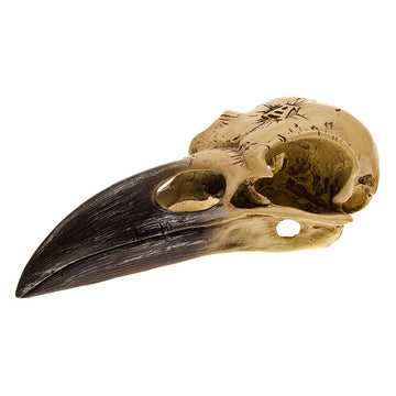 Alchemy Corvus Alchemica Raven Skull