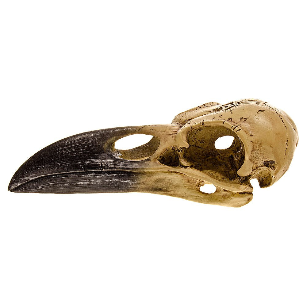 Alchemy Corvus Alchemica Raven Skull