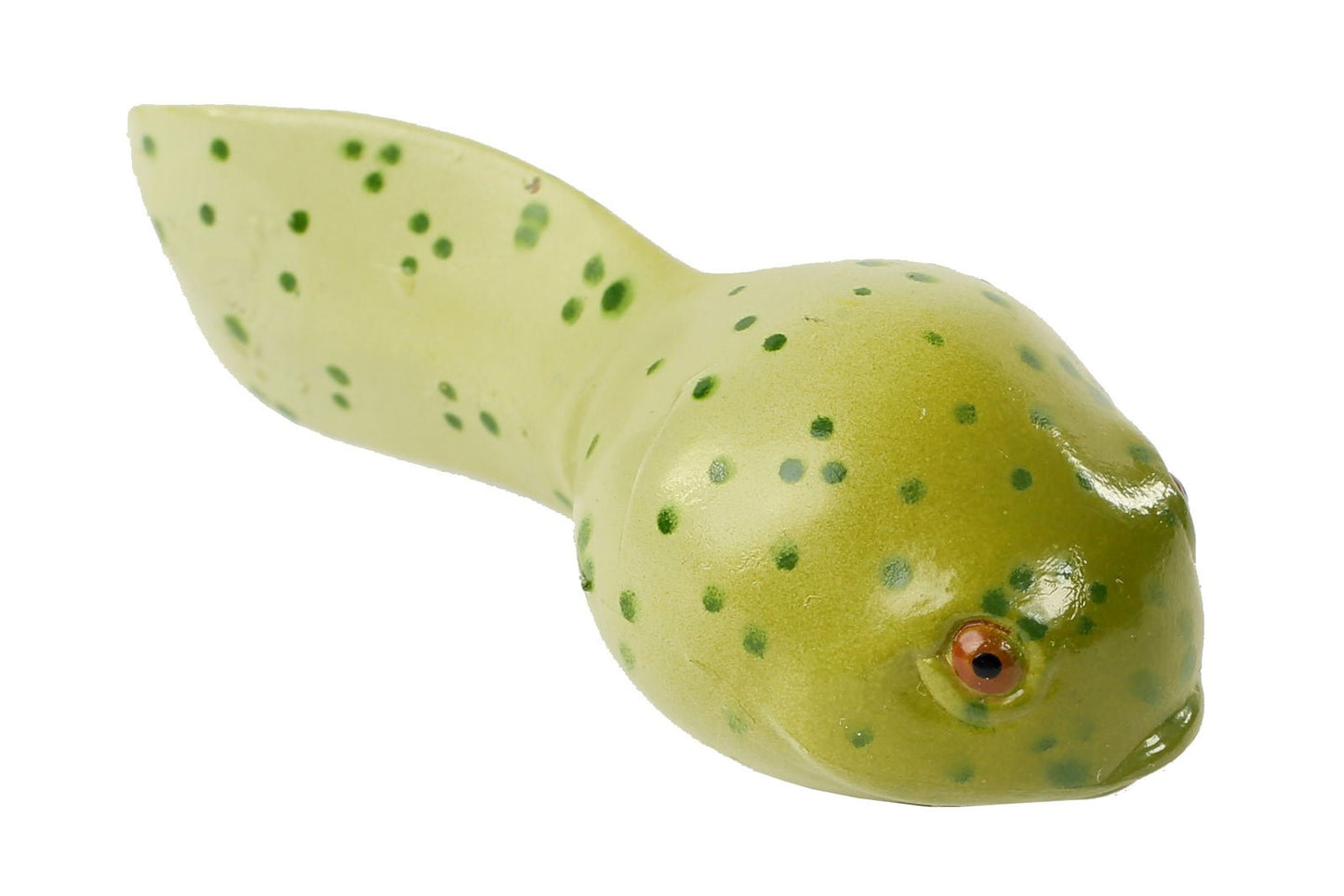 Insect Lore Frog Life Cycle Stages