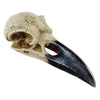 Alchemy Corvus Alchemica Raven Skull