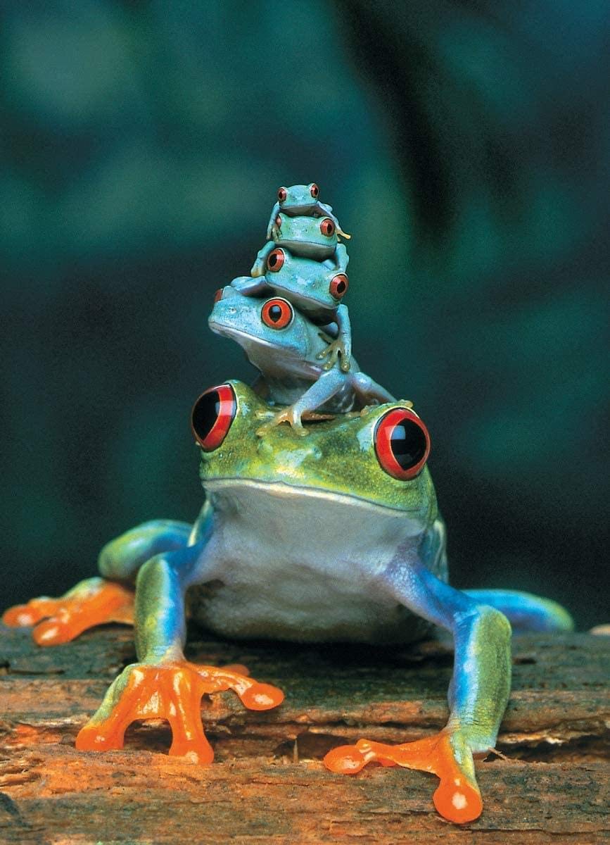 Eurographics Red Eyed Tree Frog 1000 Piece Puzzle (6000-3004)