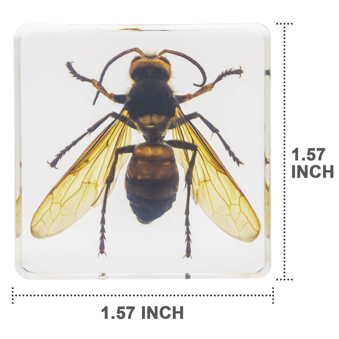 Insect Specimen Set, Bugs Collection Scientific Education Gift For Kids Aged 3-8-12 (Cicada, Wasp, Spider, Scorpion, Locust, Cha