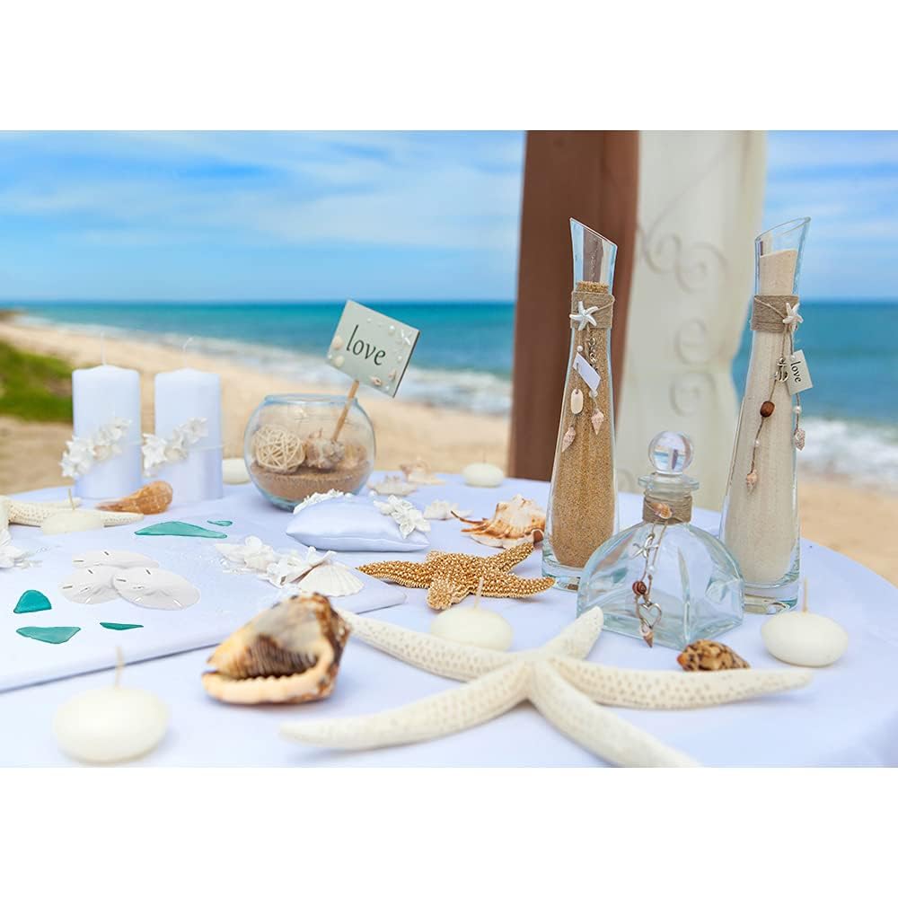 Sand Dollar - Real Sand Dollars 3 to 3 1/2 (Set of 12) - Sand Dollar Shells - Wedding Seashell Craft - Sand Dollars for Crafts -