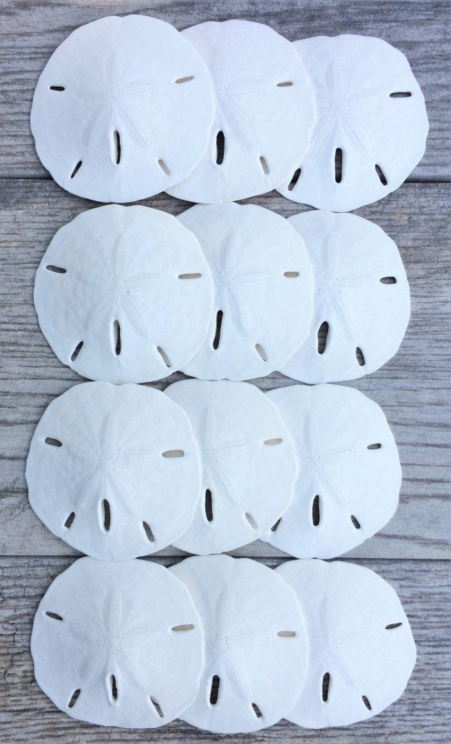 Nautical Crush Trading Sand Dollar Shells Set of 12 | Real White Sand Dollars 2.5" to 3" | Ideal for Weddings and Nautical Decor
