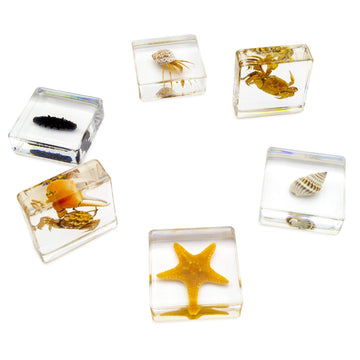 6 Pcs Marine Life Specimen Set,Hermit Crab,Fiddler Crab,Starfish,Nassariidae,Sea Cucumber, Chiromantes Dehaani Resin Collection Science Toys