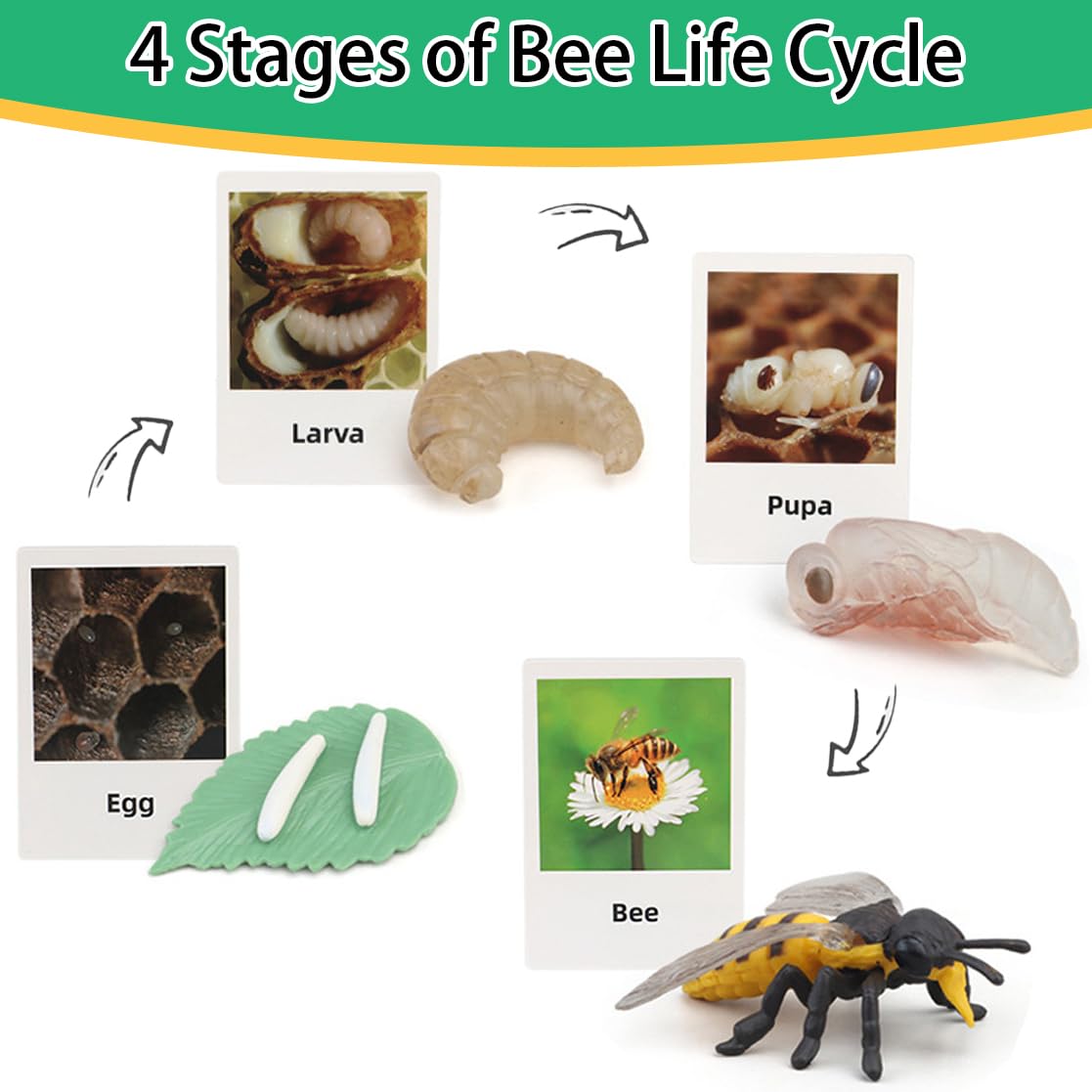 Boticako Montessori Life Cycle Learning - Montessori Life Cycle Animal Figures With Flash Cards, Plastic Insects Monarch Butterf