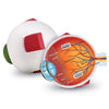 Learning Resources Cross-Section Human Eye Model, 5" Diameter, Foam, Multi-color, Grade 2+, Model LER1907
