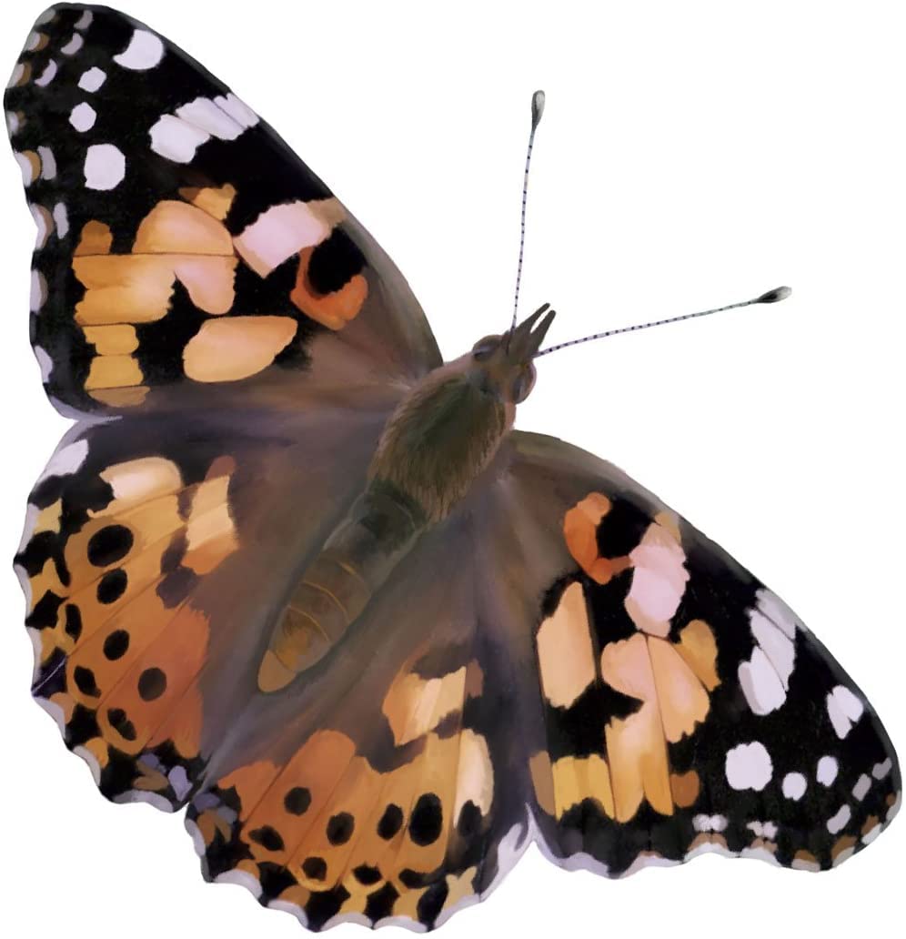 Insect Lore Giant Butterfly Garden With Voucher | 18 Inch Habitat | Life Cycle Figurines Included | Voucher To Redeem 5 Baby Caterpillars Later | Raise Painted Lady Butterflies