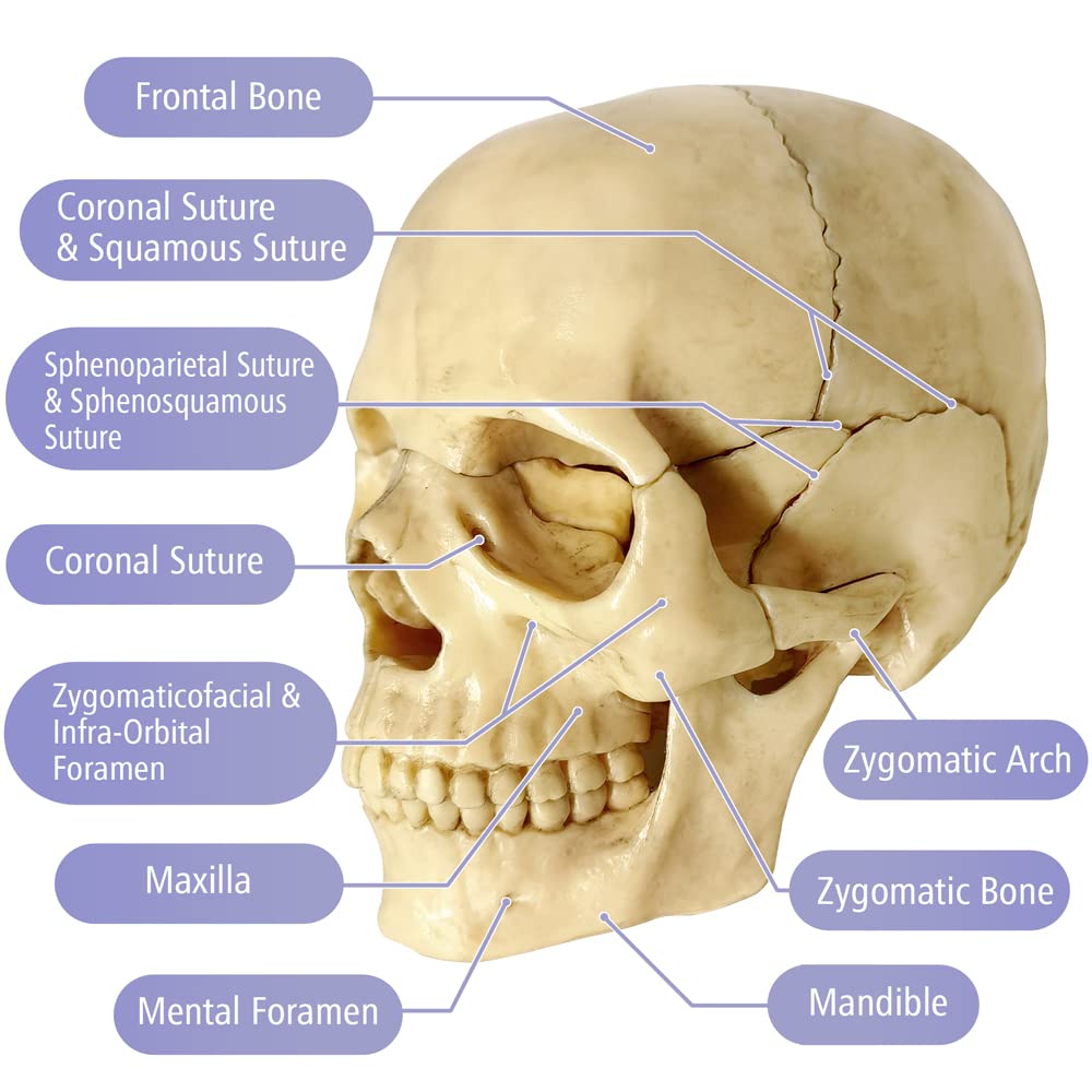 Evotech Mini Human Skull Model, Didactic 15 Parts Palm-Sized Anatomy Skull Model, Exploded Skull, Medical Anatomy Physiology Tea