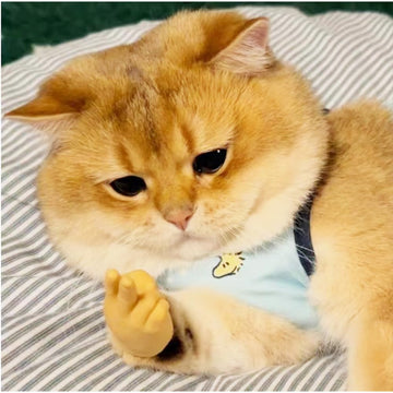 Fnqiank 10 Pcs Mini Hands For Cats,Small Hands Tiny Folded Hands Mini Realistic Hand Finger Puppets For Puppet Show,Gag Performance, Funny Stretchable Rubber Little Finger Hands For Cats And Puppy