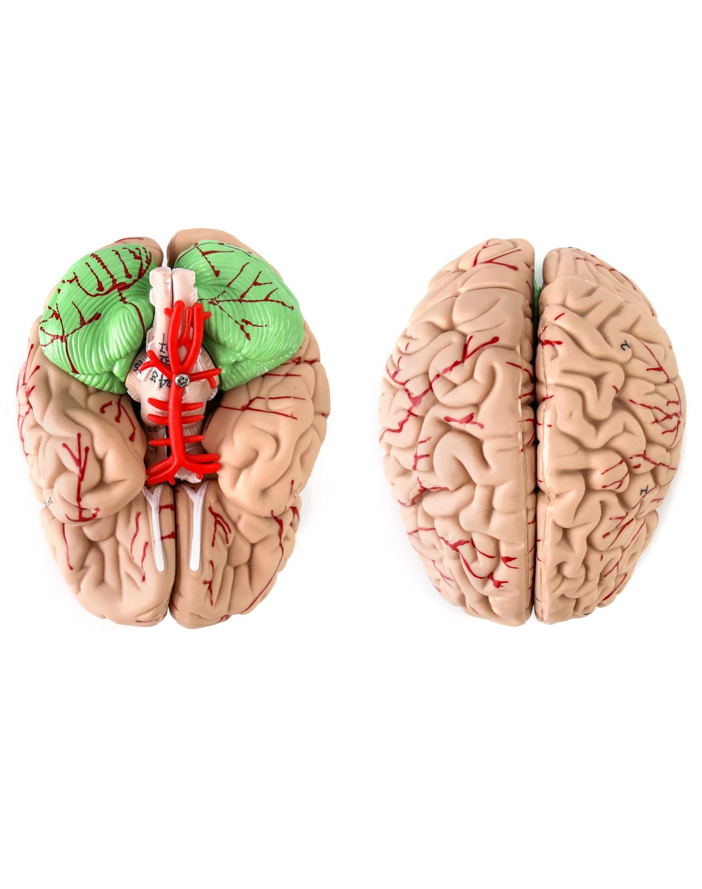 Qwork Human Skull And Brain Anatomy Model, 11 Parts, Life Size, Numbered, Anatomically Accurate, For Science Medical Teaching Learning