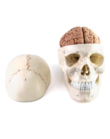 Qwork Human Skull And Brain Anatomy Model, 11 Parts, Life Size, Numbered, Anatomically Accurate, For Science Medical Teaching Learning