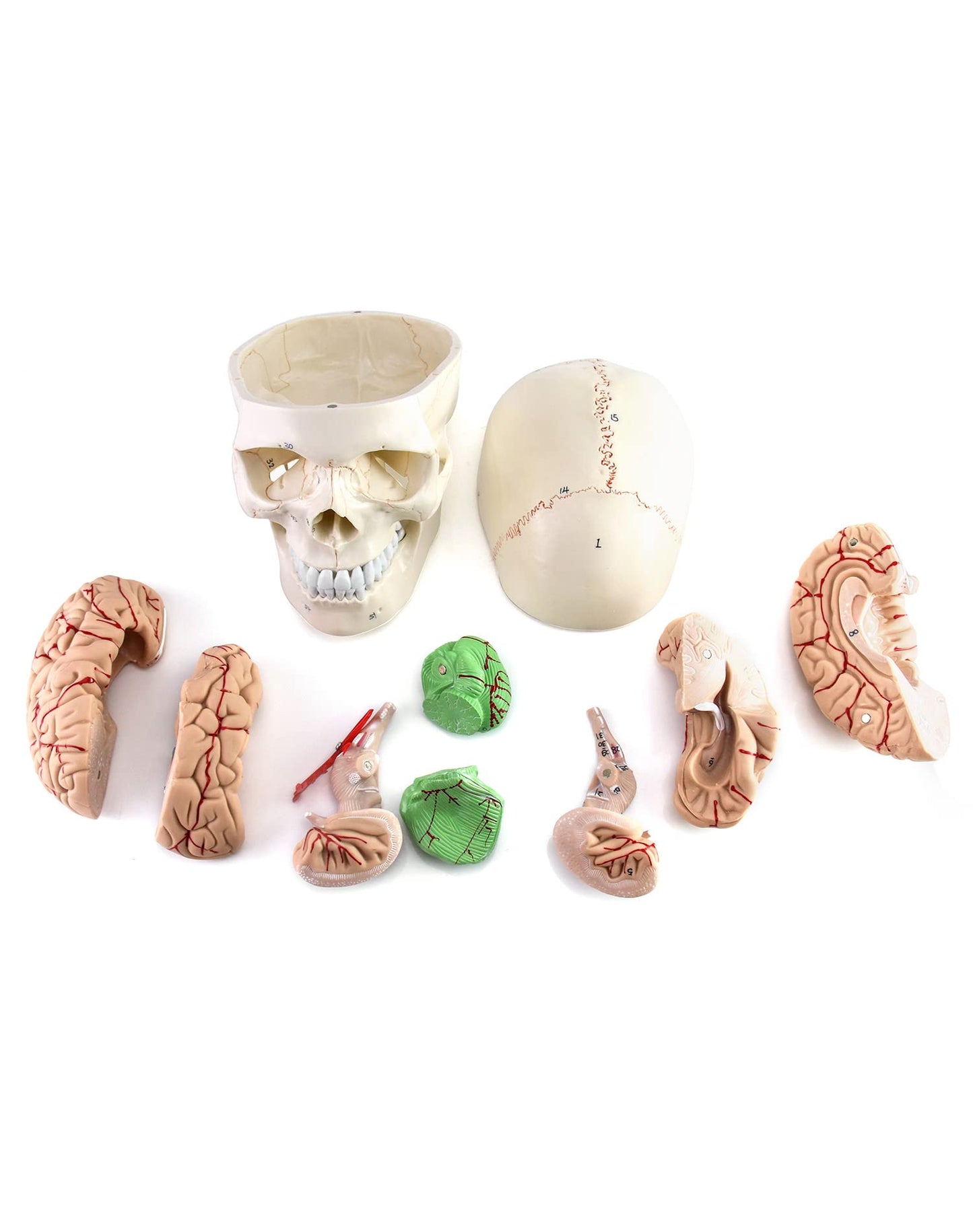 Qwork Human Skull And Brain Anatomy Model, 11 Parts, Life Size, Numbered, Anatomically Accurate, For Science Medical Teaching Learning