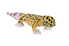 Wild Republic Living Earth Leopard Gecko, Stuffed Animal, 24 Inch, Plush Toy, Fill Is Spun Recycled Water Bottles