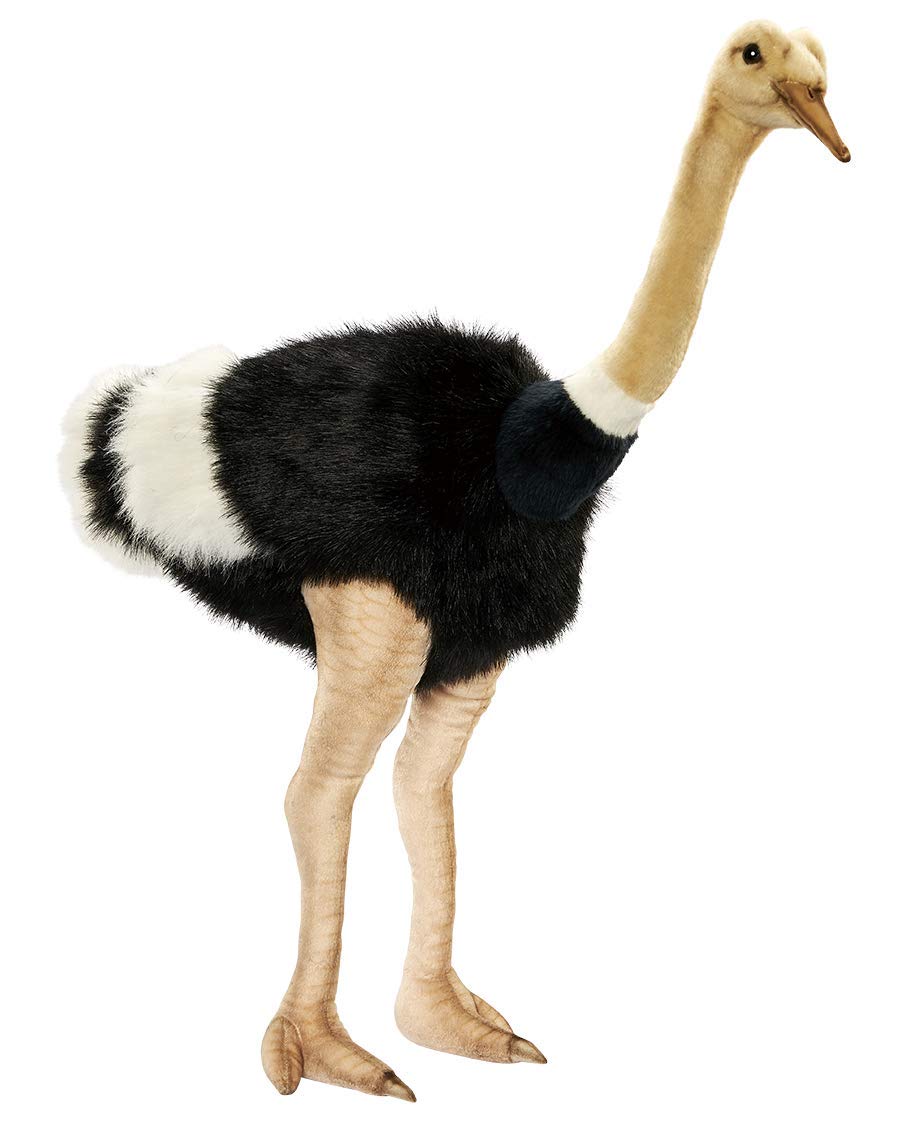 Hansa - Male Ostrich 3268