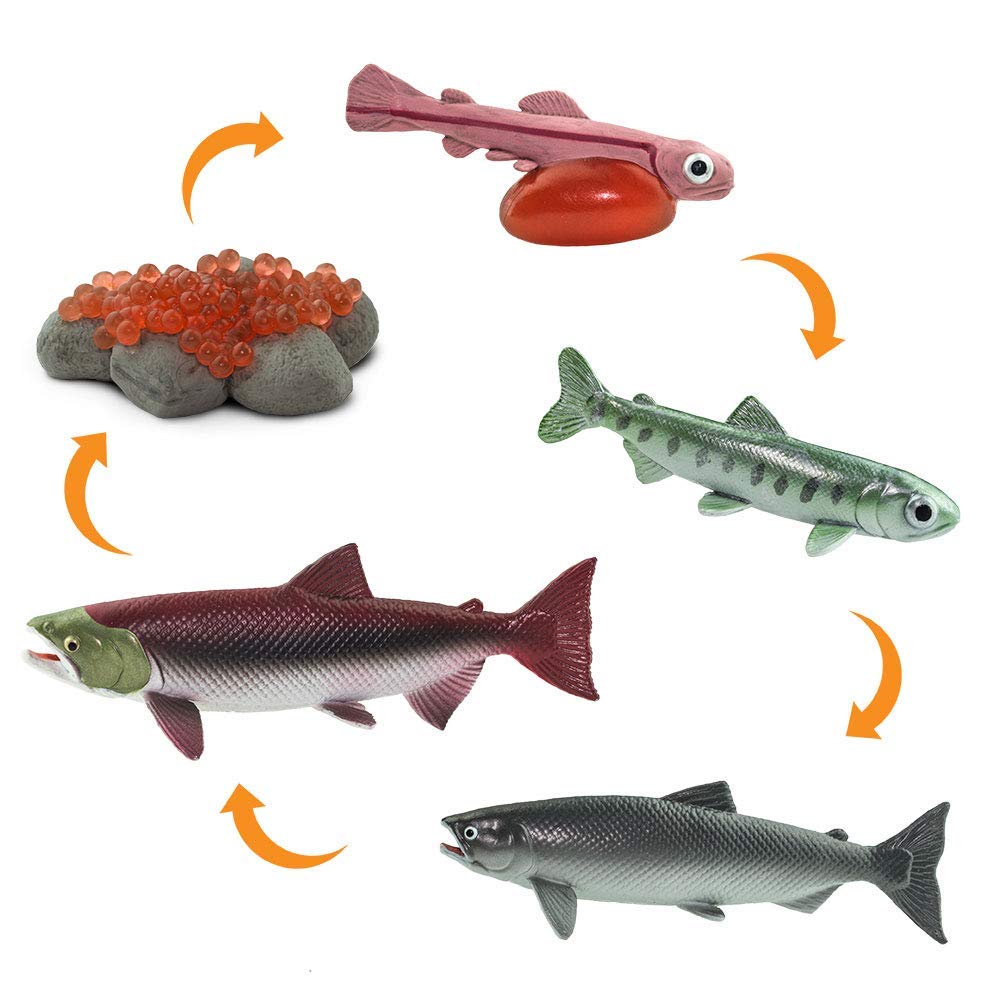 Safari 100267 Life cycle of a Salmon Figurine Multi color