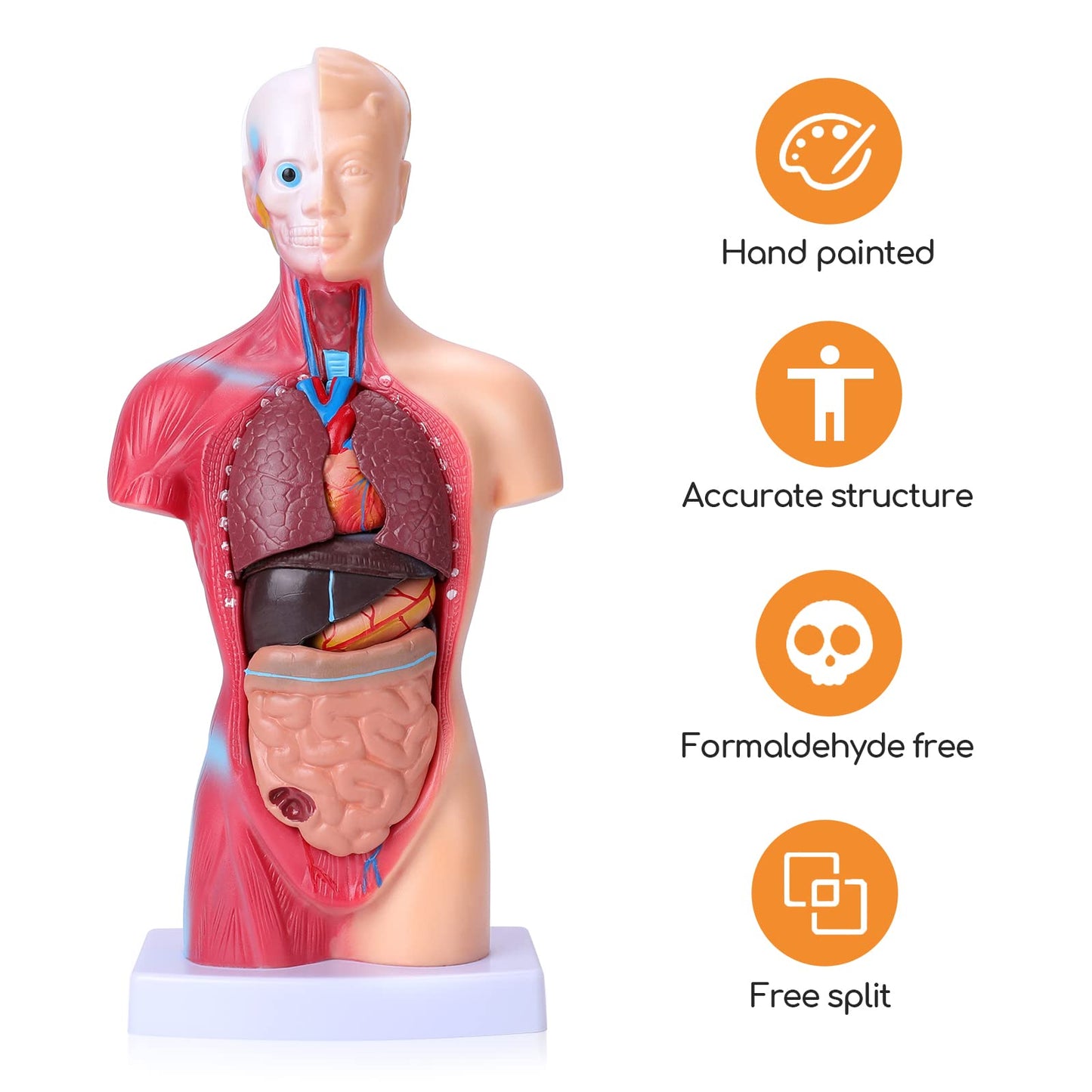 Hotrose Human Body Model For Kids, 15 Pcs Removable 11 Inch Human Torso Anatomy Model For For Teaching Study Class Students With