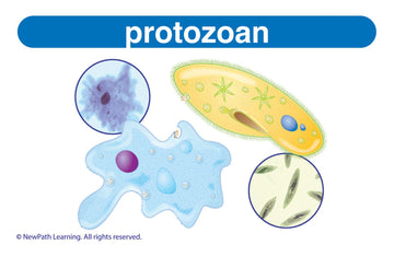 Newpath Learning Life Science Vocabulary Builder Flash Card Set, Middle School