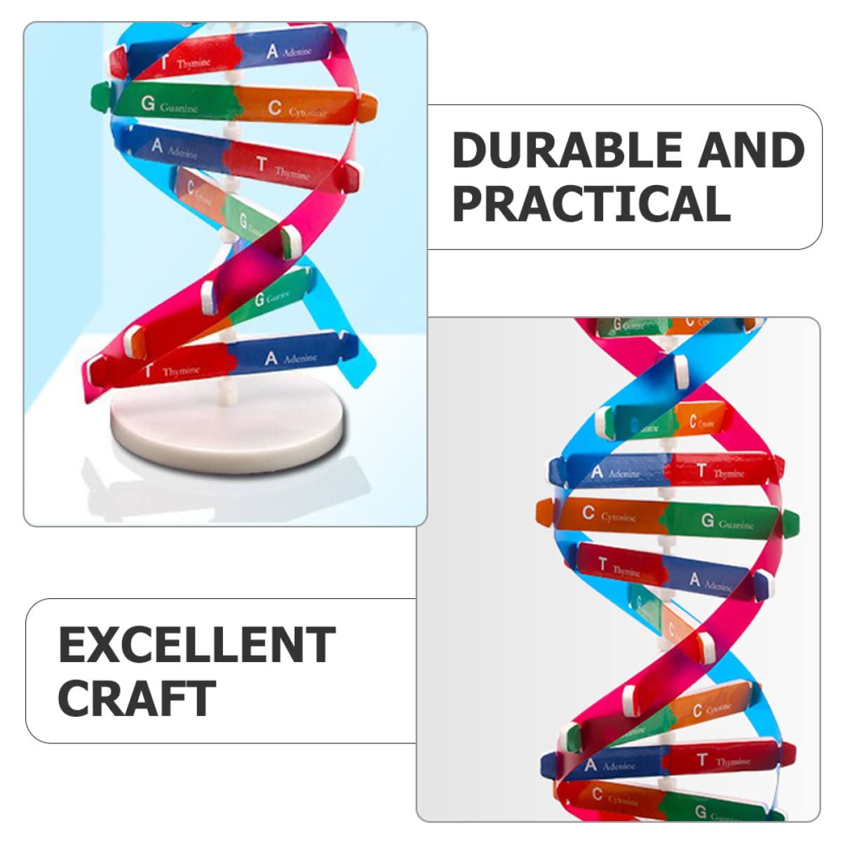 Toddmomy Kids Toys Kids Toys Kids Toys 2 Sets DNA DNA Model for Teaching DNA Model Kit for Students DNA Model Kit Model Kit Doub