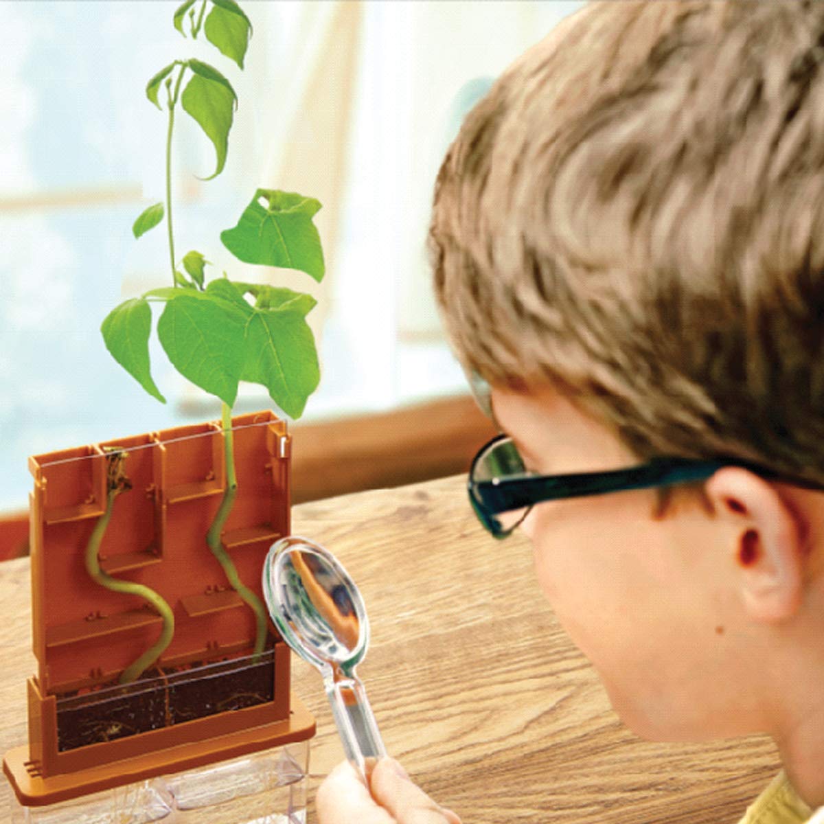 4M Green Science Grow A Maze Kit, Build A Plant Maze Science Kit, For Boys & Girls Ages 5+ , 5 X 4 Nches