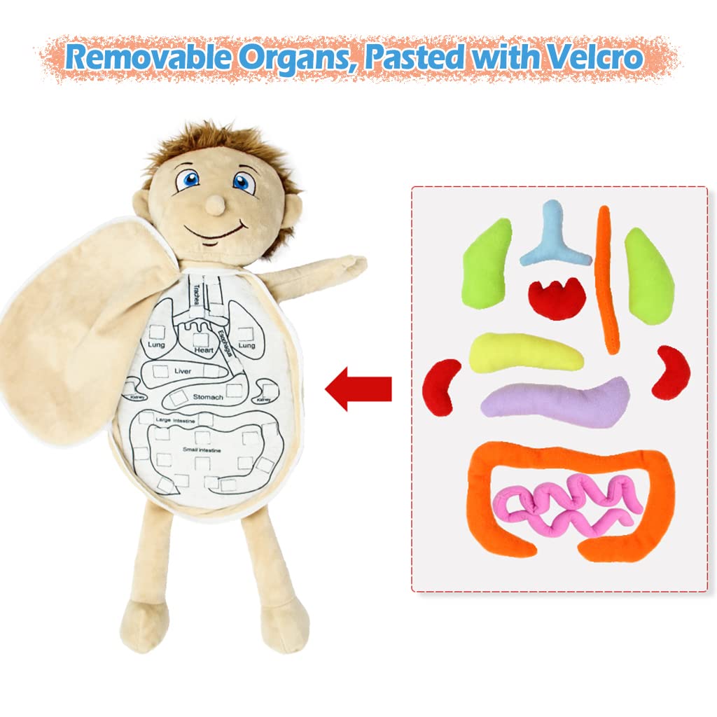 Kakiblin Anatomy Toys For Kids, Body Organs, Human Body Model For Kids, Preschool Educational Organ Plush,Science Learning Kits,