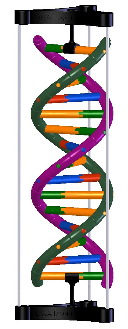 Dna Double Helix Model