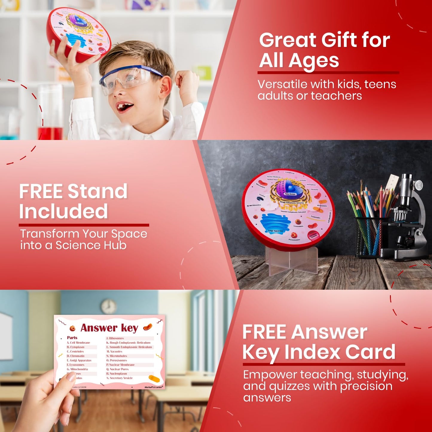 Cross Sectional Foam Animal Cell Model | Great For Classroom Learning, Teaching & Stem Kits | Clearly Labeled Organelles | Stron