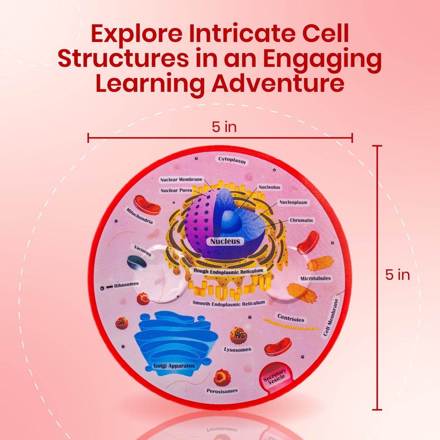 Cross Sectional Foam Animal Cell Model | Great For Classroom Learning, Teaching & Stem Kits | Clearly Labeled Organelles | Stron