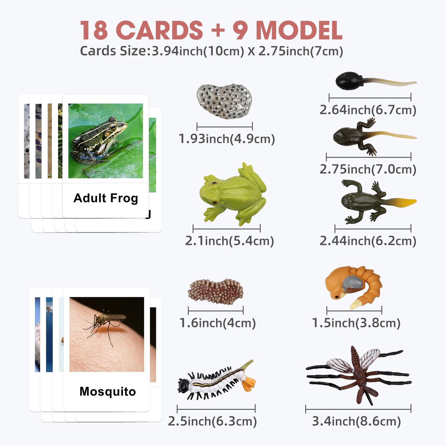 Meroco Live Tadpole To Frog Life Cycle Toys For Kids Mosquito Bug Toys For Kids 3-5 Animal Matching Game Life Cycle Figurines Fo