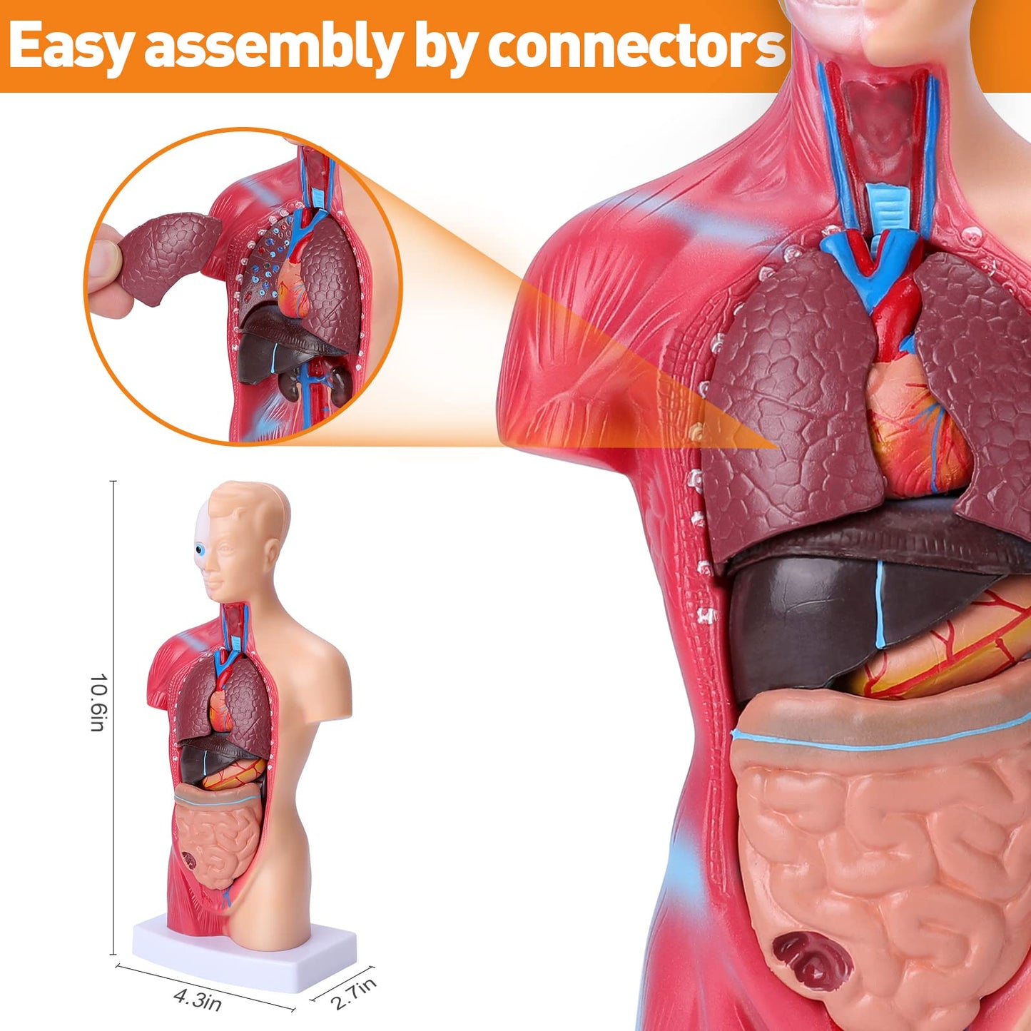Hotrose Human Body Model For Kids, 15 Pcs Removable 11 Inch Human Torso Anatomy Model For For Teaching Study Class Students With