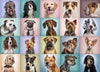 BEDUKE Jigsaw Puzzles for Adults 1000 Piece - Every Piece is Unique - Precise Interlocking Thick Sturdy Cardboard Dogs Animals F