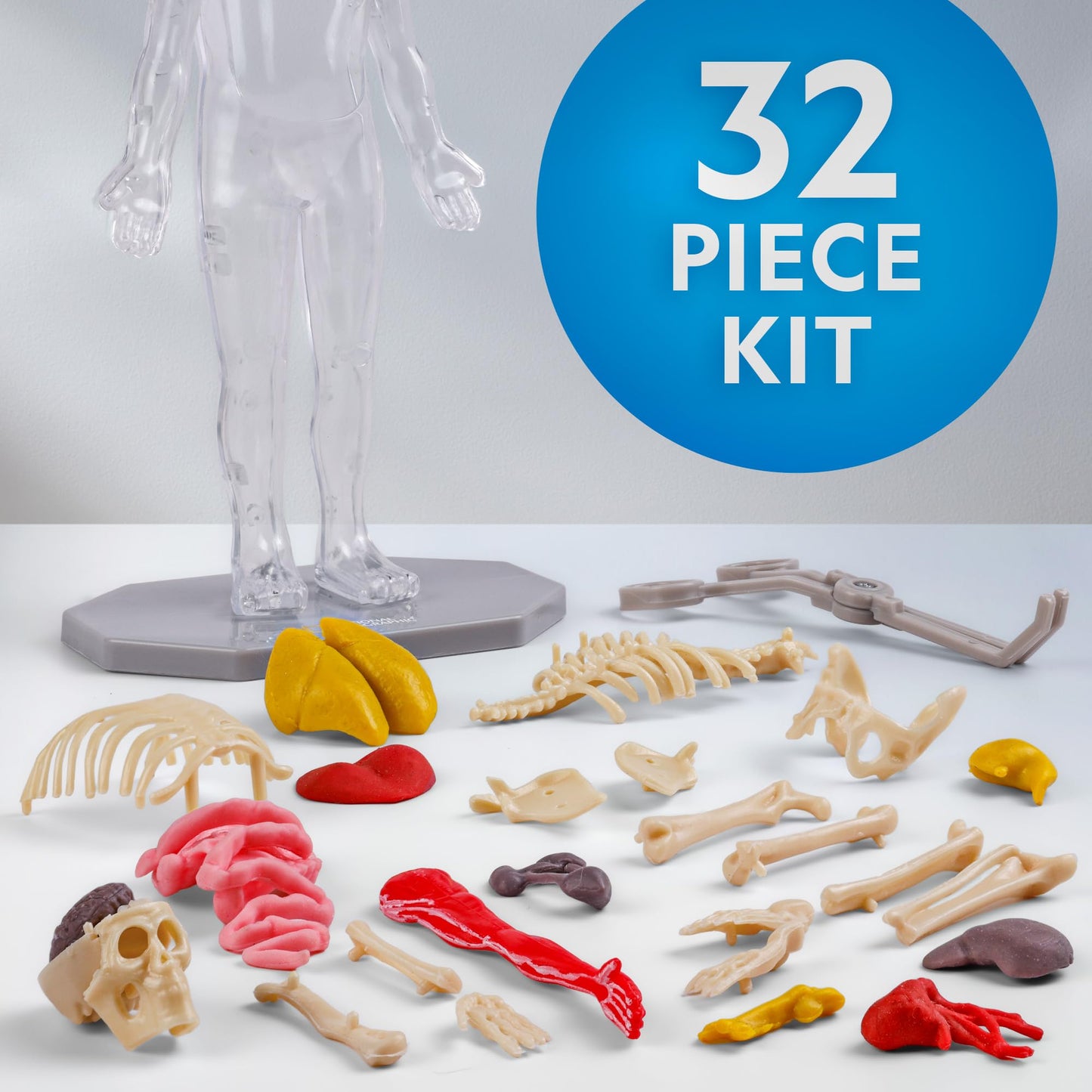 National Geographic Human Body Model For Kids That Glows In The Dark - 32-Piece Interactive Anatomy Model With Bones, Organs, Mu