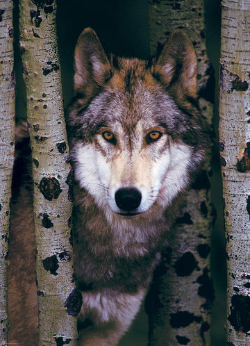 Eurographics Gray Wolf 1000-Piece Puzzle