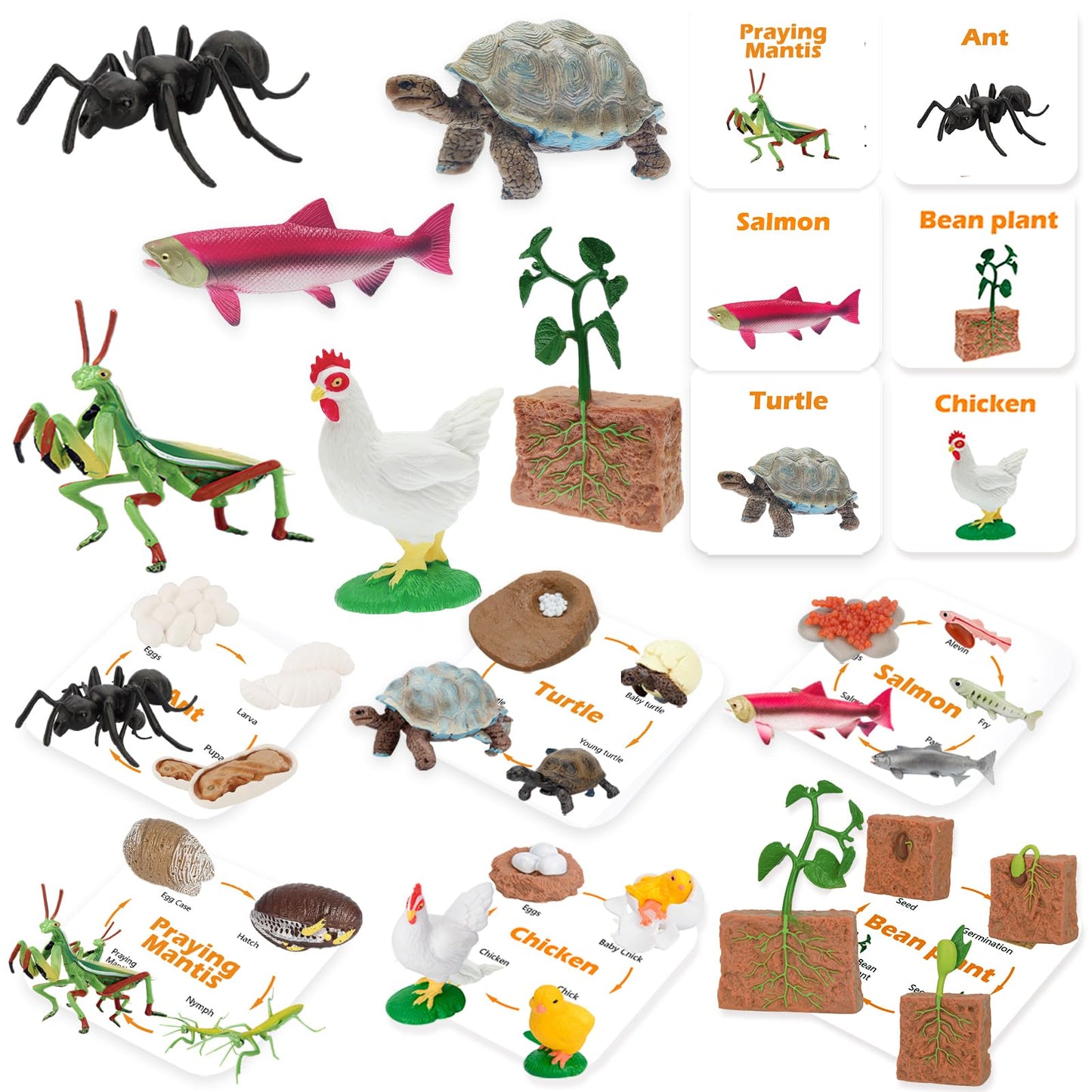 Mikneke Montessori Life Cycle Animal Figurines Learning & Education Toys, Plastic Turtle Chicken Ant Plant Mantis Salmon Toys For Kids, Preschool Learning Activities For Toddlers