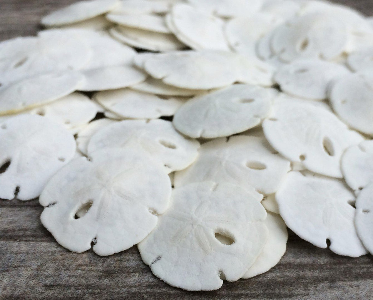 Sand Dollar Real Sand Dollars 0.50 to 0.75 (50pk) Sand Dollar Shells Wedding Seashell Craft Sand Dollars for Crafts