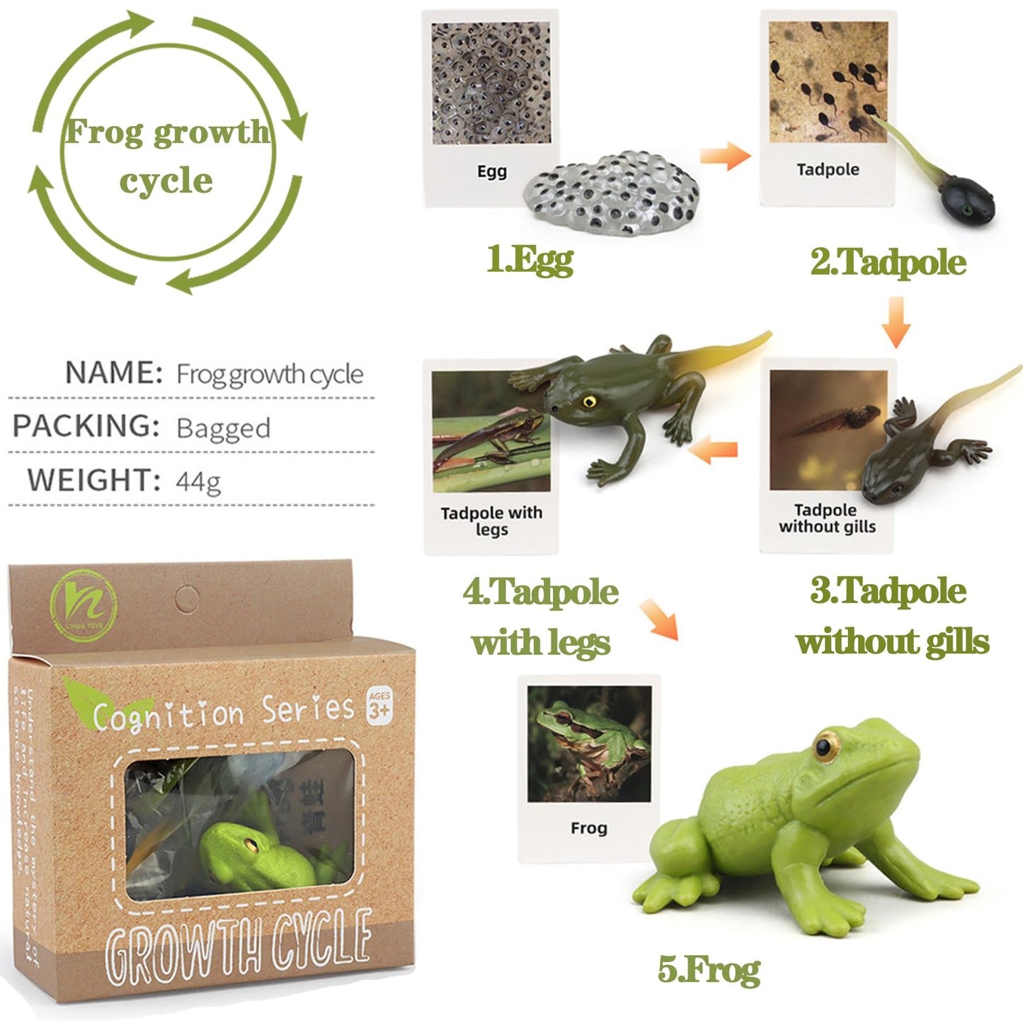 Mbrain5Pcs Frog Growth Cycle With Flash Cards,Life Cycle Learning & Education Toys,Montessori Toys,Gift For Girl & Boy For 3 4 5