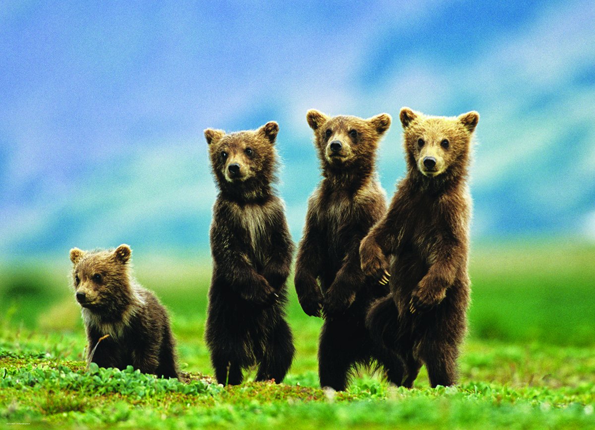 Bear Cubs Standing Puzzle, 300-Piece