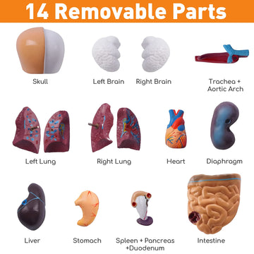 Hotrose Human Body Model For Kids, 15 Pcs Removable 11 Inch Human Torso Anatomy Model For For Teaching Study Class Students With