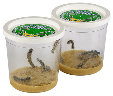 Insect Lore Two Cups Of Live Caterpillars With Butterfly Life Cycle Figurines | Butterfly Habitat Or Kit Refill | Painted Lady Butterflies