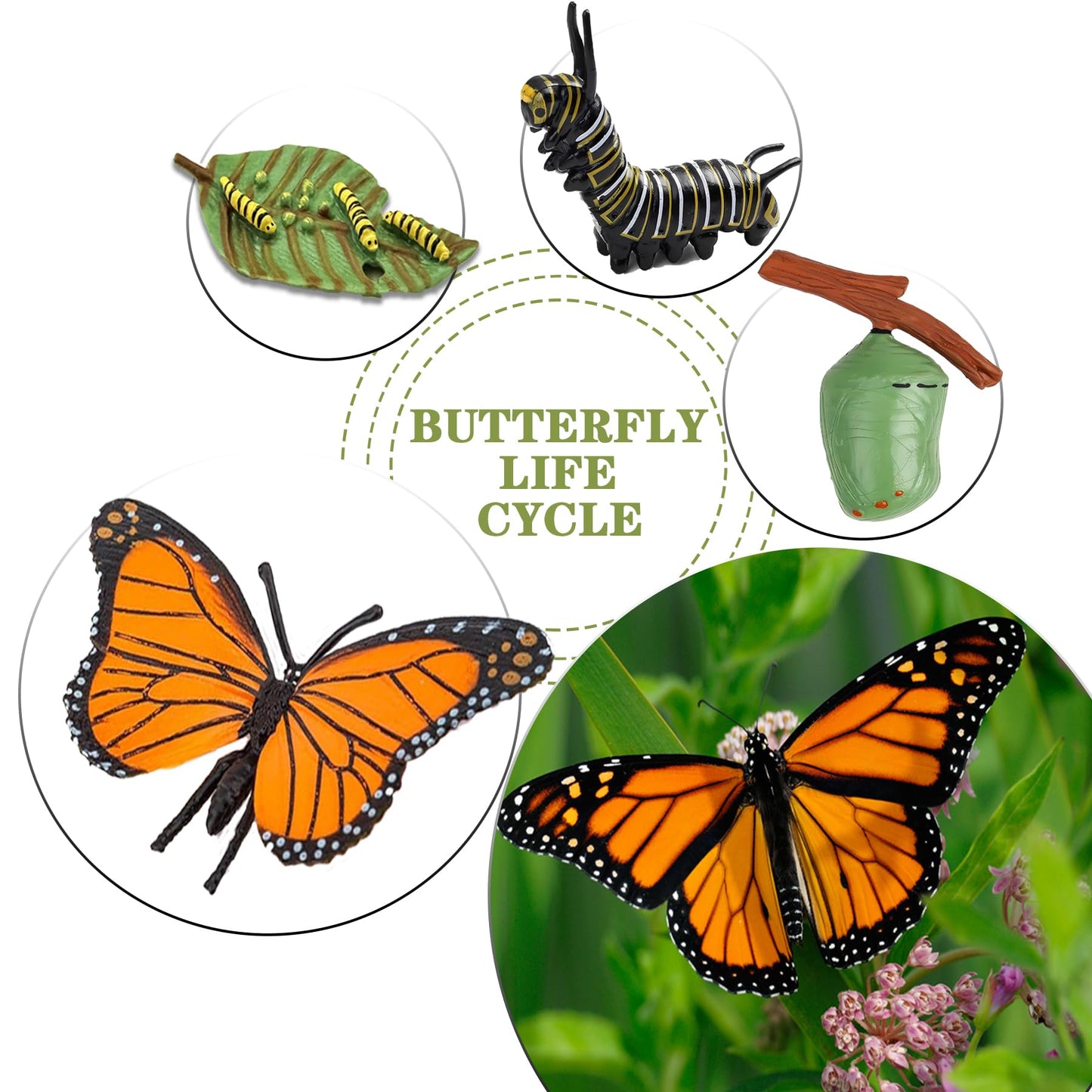 Mbrain 4Pcs Butterfly Growth Cycle With Flash Cards,Life Cycle Learning & Education Toys,Montessori Toys,Gift For Girl & Boy For