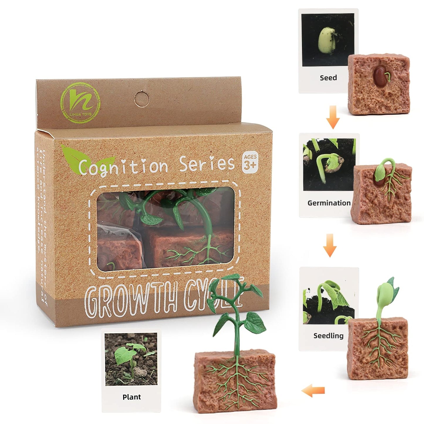 Montessori Life Cycle Animal Figures With Flash Cards, Realistic Animal Figurines Toy, Animal Educational Matching Game For 3+ Y