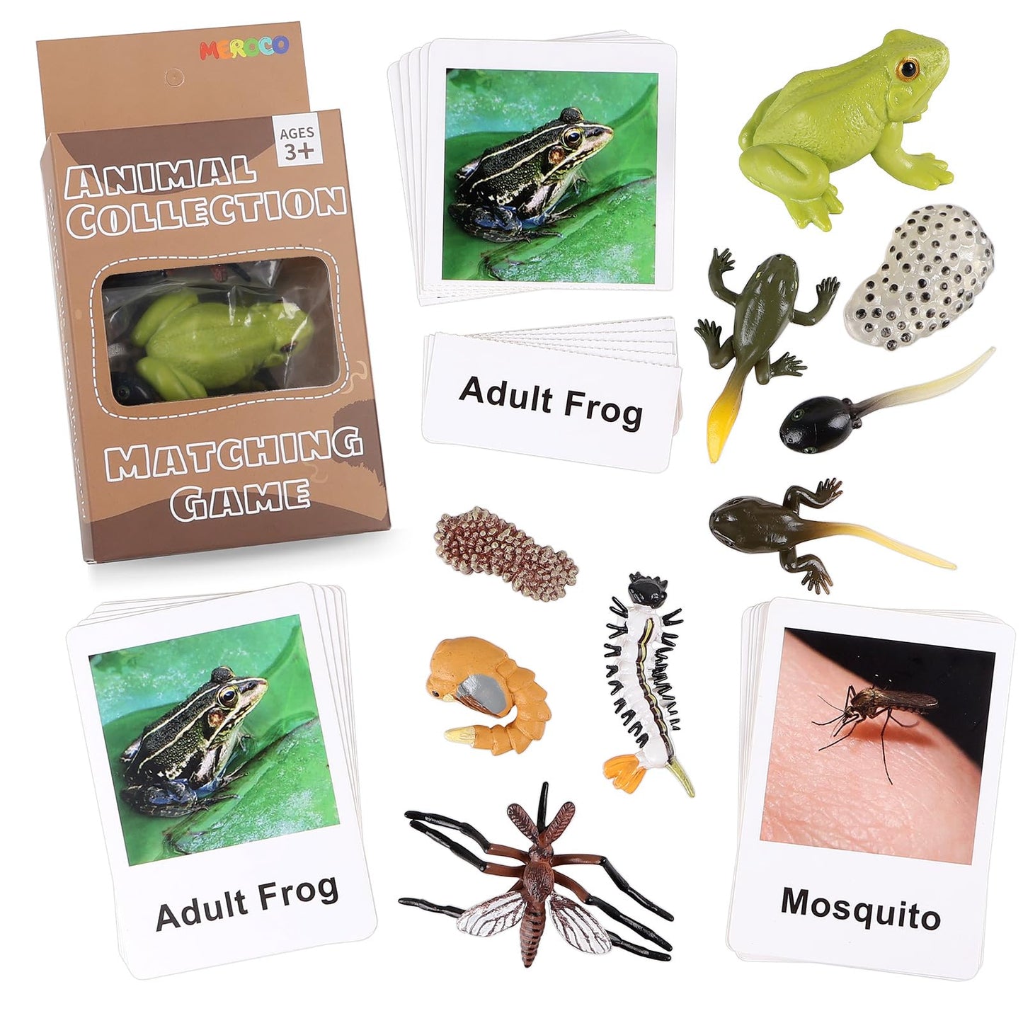 Meroco Live Tadpole To Frog Life Cycle Toys For Kids Mosquito Bug Toys For Kids 3-5 Animal Matching Game Life Cycle Figurines Fo