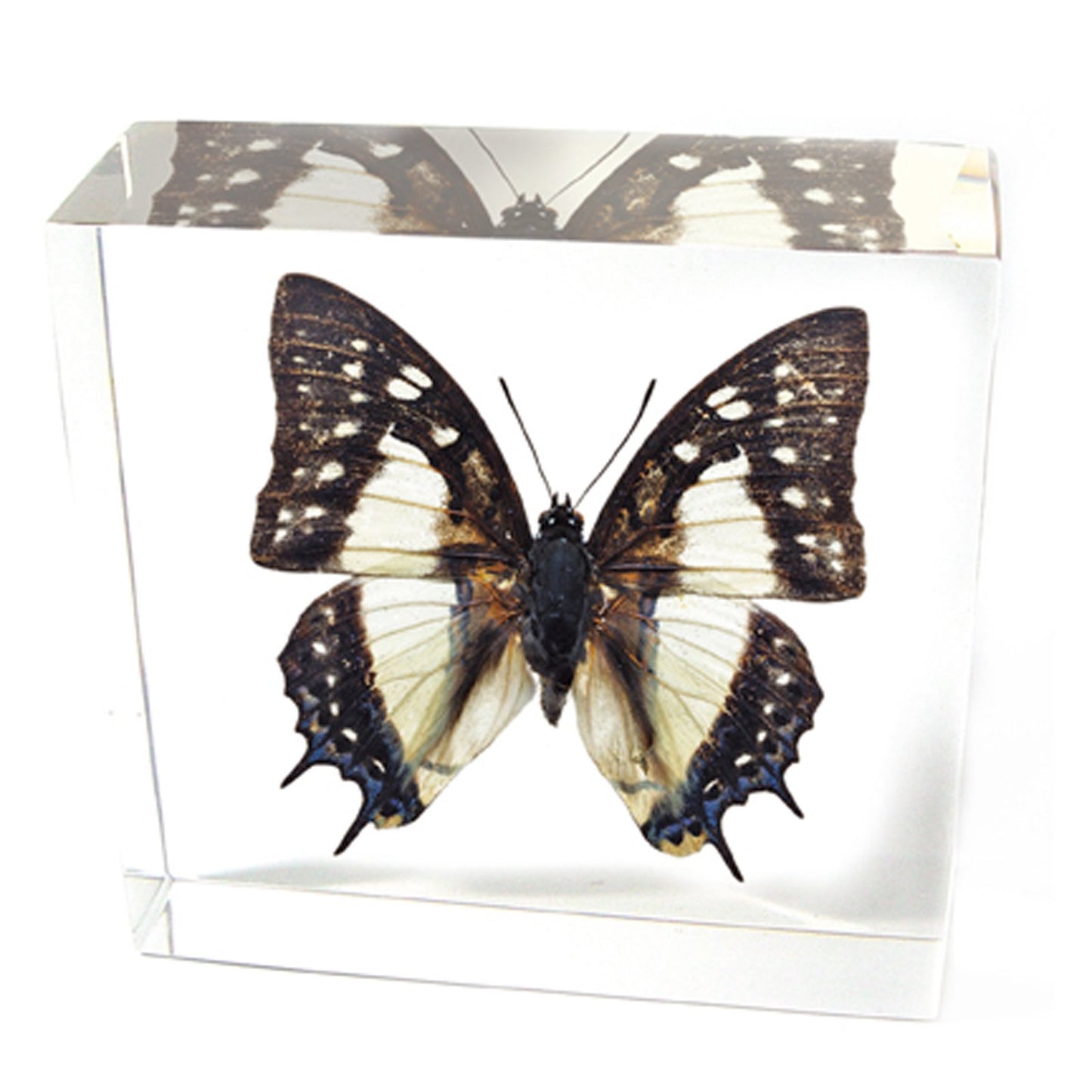 REALBUG Common Nawab Butterfly Paperweight(3x3x1)