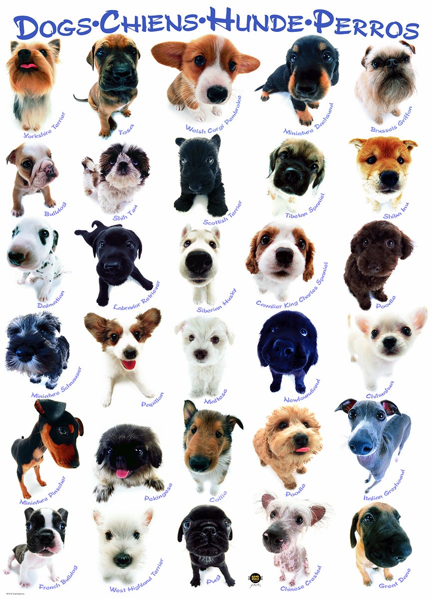 Dog Breeds Puzzle, 500-Piece