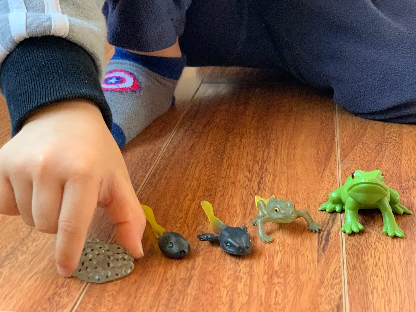 Gemini&Genius Life Cycle Of Frog Figurines, Bulk Insect Growth Diary Action Figures, Super Fun For Learning Gifts, Party Favors, Treasure Box Prizes, Goodie Bag Fillers, Family Fun
