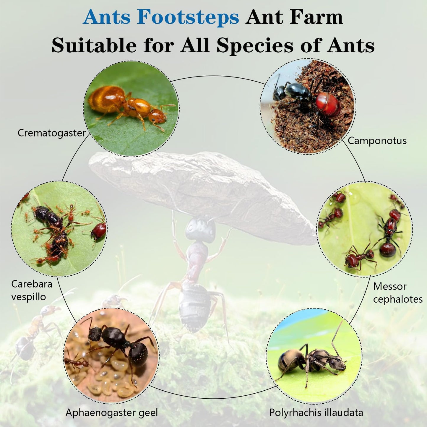 Ants Footsteps Ant Farm Nest Stem Science Learning Kit Diy Terrarium Kit Care For Live Ants Ant Habitat With Water Tower Nurturi