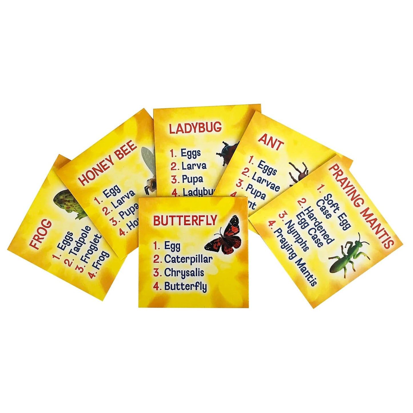 Insect Lore'S Life Cycle Figurines 24 Pc Set | Butterfly, Ladybug, Frog, Honey Bee, Ant And Praying Mantis | 4 Stages Per Insect